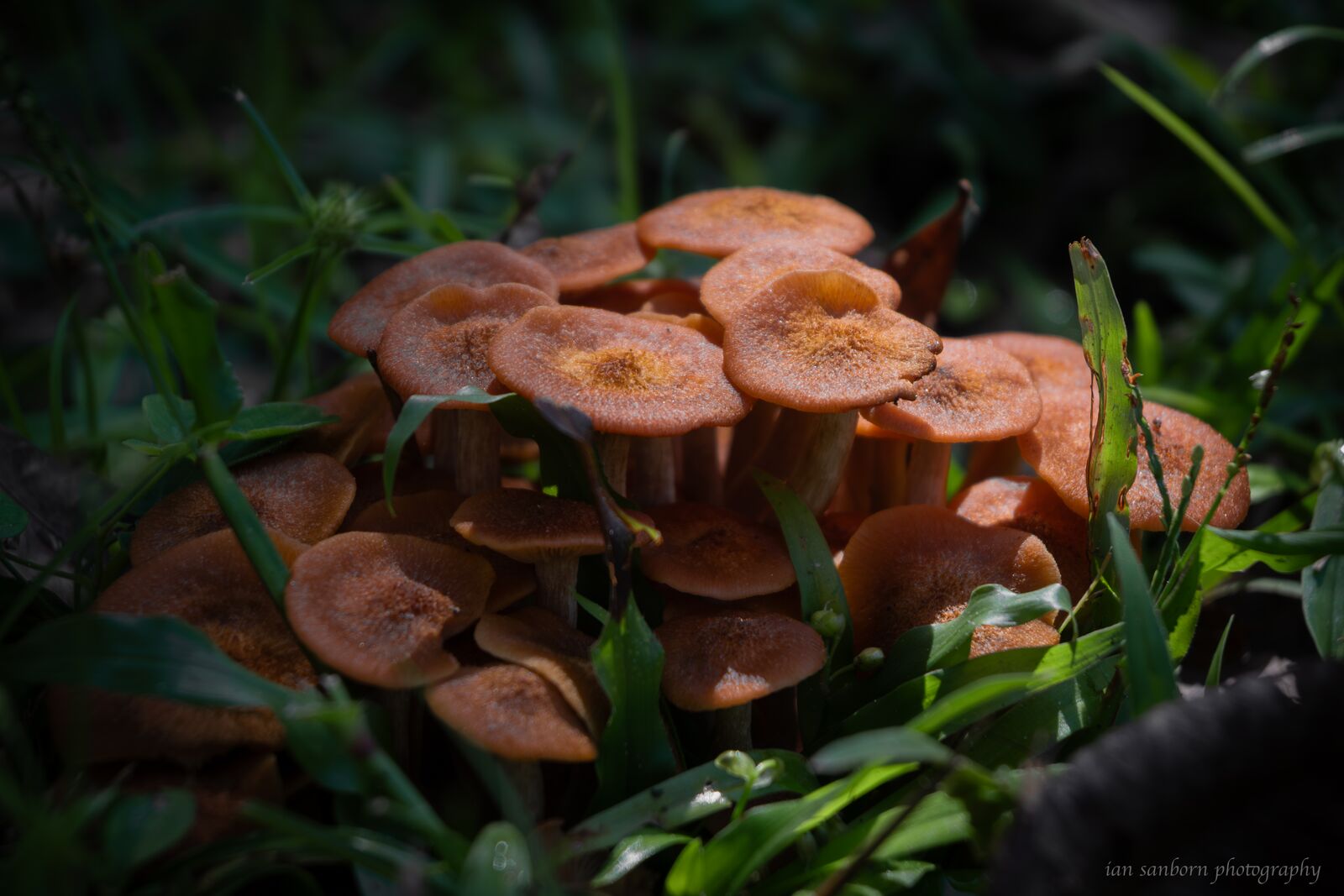 A dense cluster of orange-brown mushrooms pushing up through grass and low green leaves.