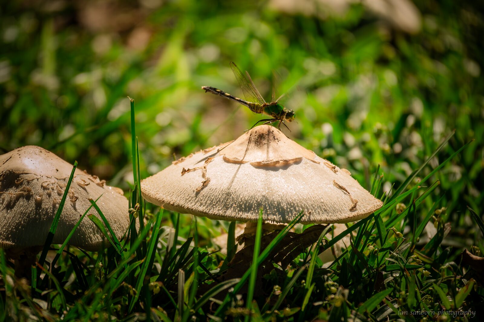 A dragonfly rests on the domed cap of a pale mushroom growing in the grass.