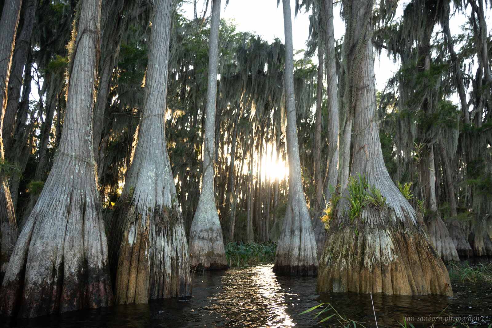 Bald cypress trees standing in still water, their flared trunks draped with Spanish moss, low sun coming through the trees behind.